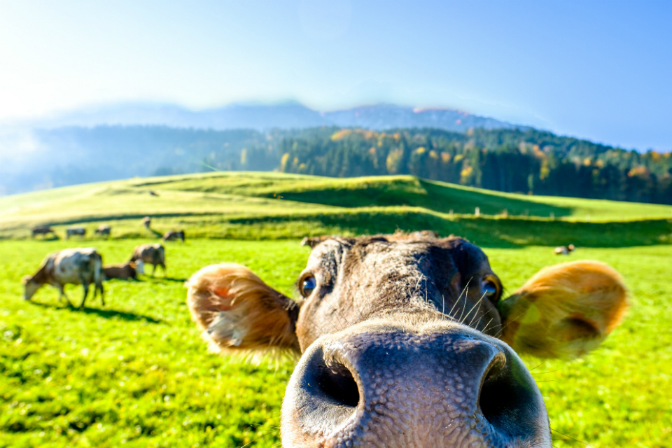 ett grönt fält med berg i bakgrunden med en kossa i förgrunden som tittar in i kameran2.jpg