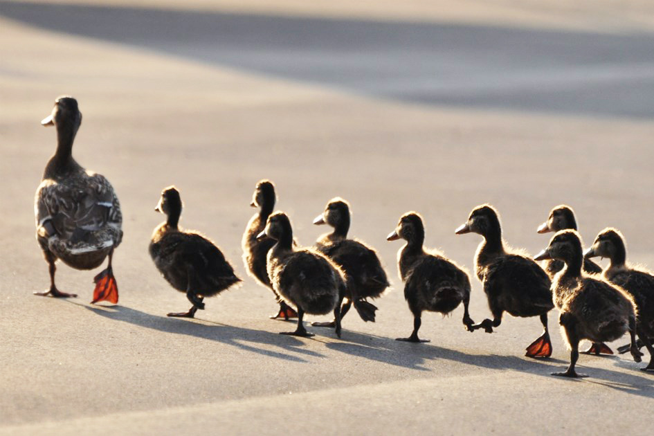 ankamma-med-ungar-pa-promenad.jpg (1)