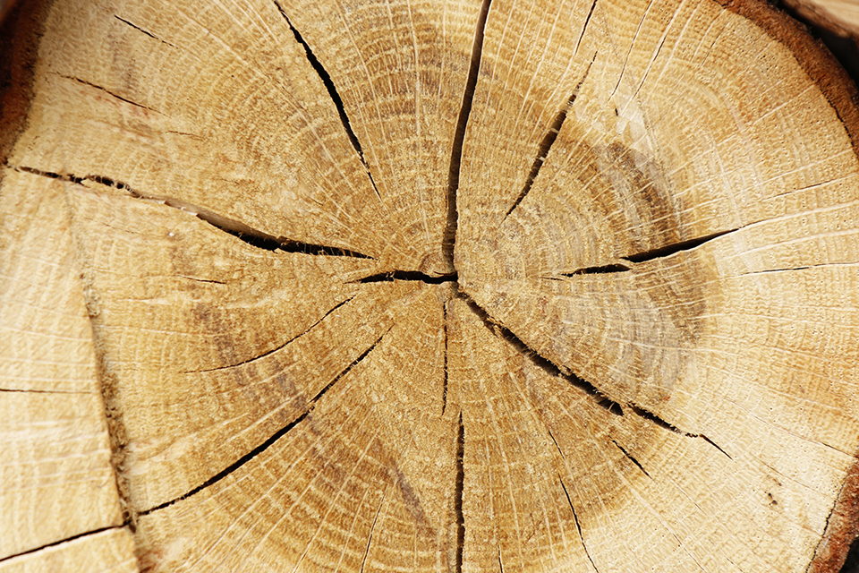 närbild på en stock.jpg