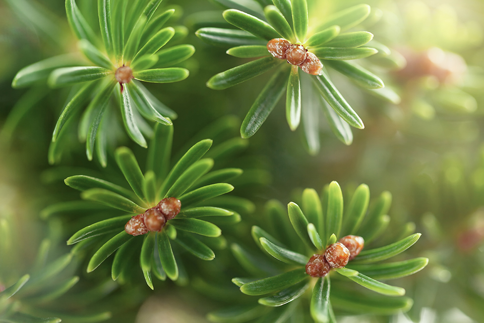 små trädgrenar från gran i närbild.jpg