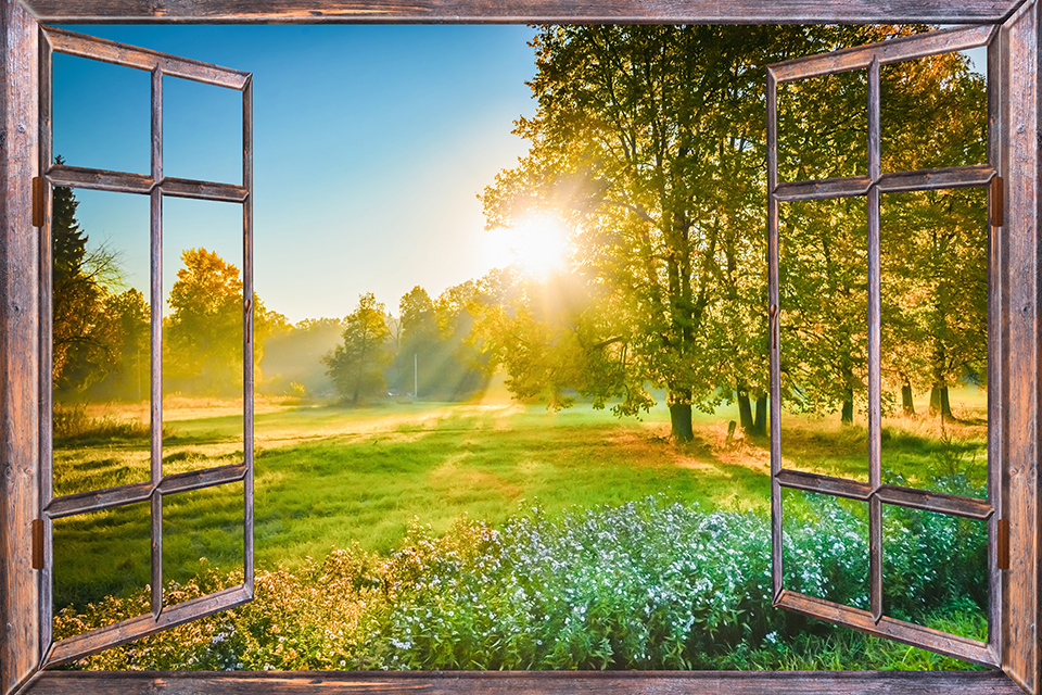 Fin Skogstomt Utanför Ett Fönster