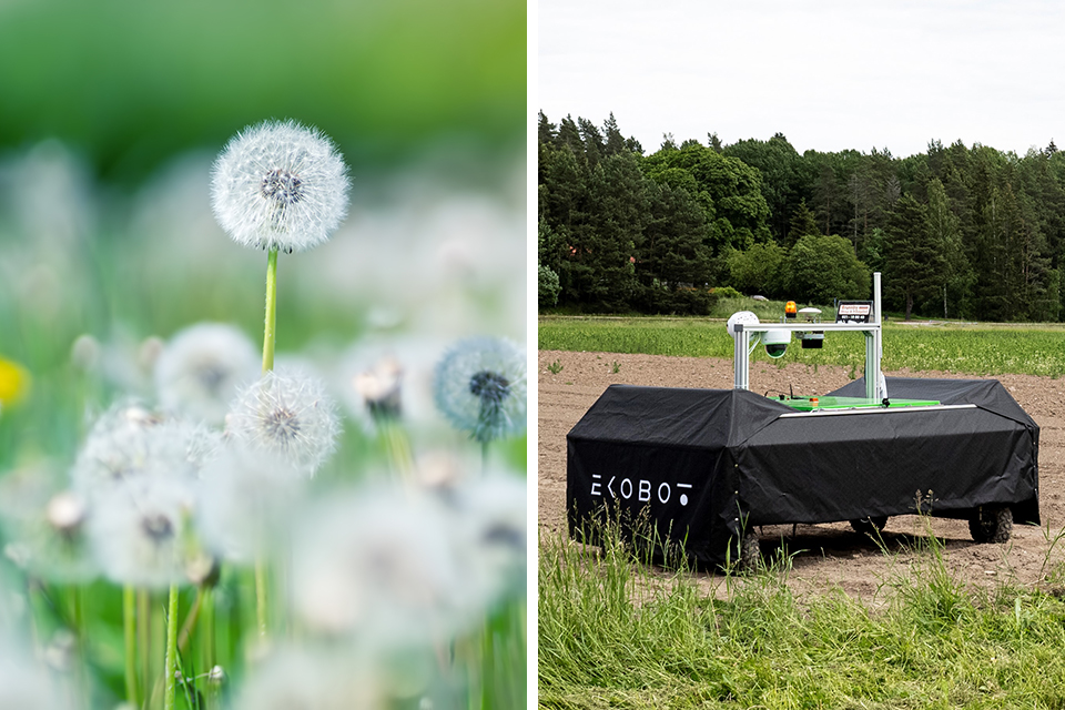 Robot, 5G, Lantbruk, En Maskgros; Roboten Ekobot