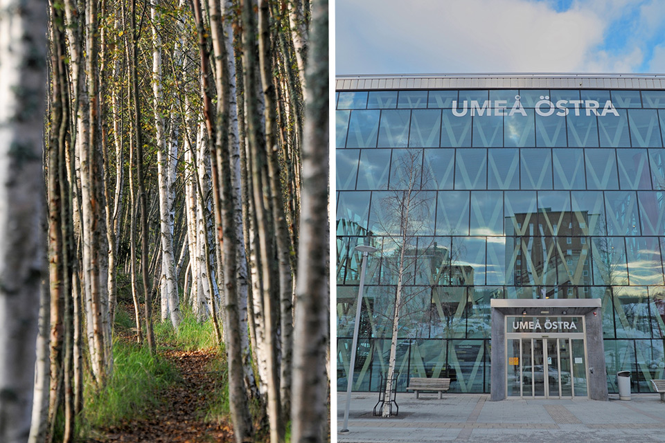Björkar Och Umeå Östra Station